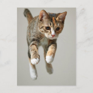 Calico Cat Jumping Postkarte