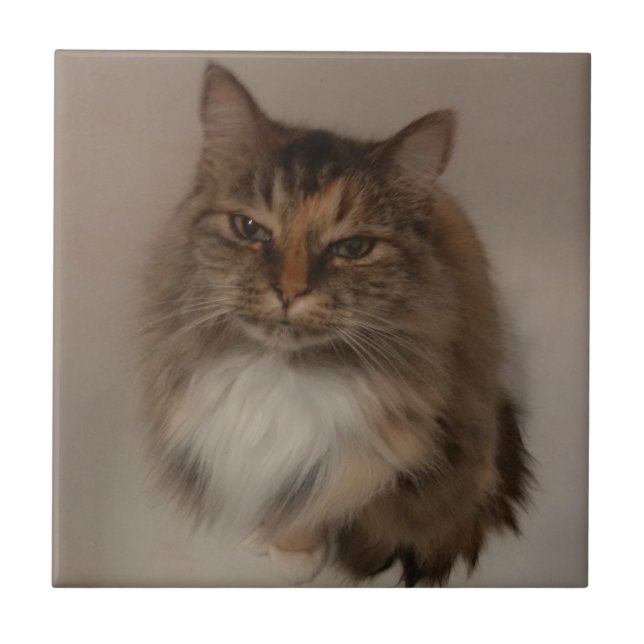 Calico Cat Keramik Tile Fliese (Vorderseite)