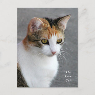 Calico Cat Liebe Postkarte