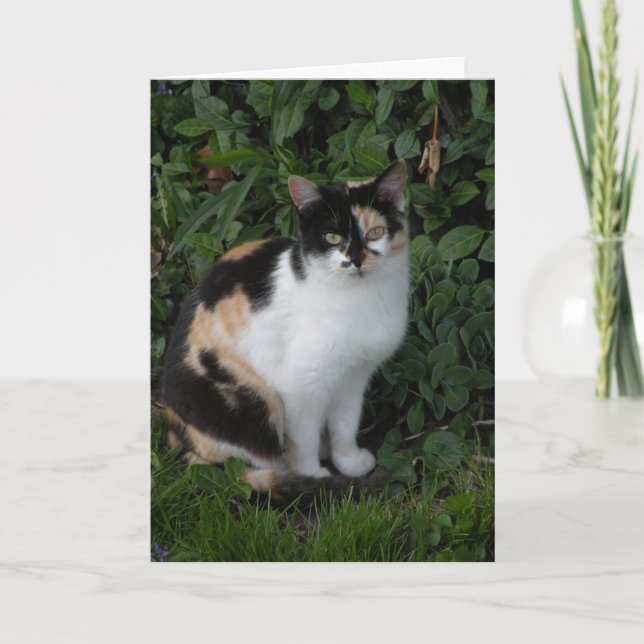 Calico Cat Note Karte (Vorderseite)