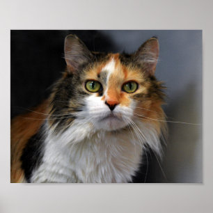 Calico Cat Poster