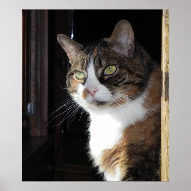Calico Cat Poster (Vorne)