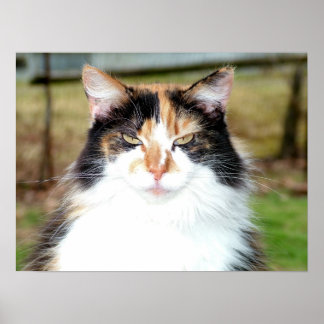 Calico Cat Poster