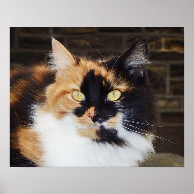 Calico Cat Poster (Vorne)