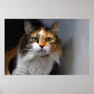 Calico Cat Poster