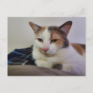 Calico Cat Postkarte