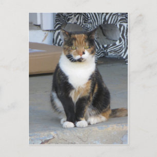Calico Cat Postkarte