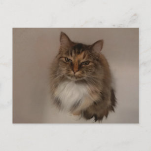 Calico Cat Postkarte