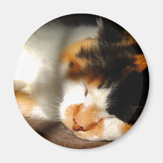 Calico Cat Sunning Magnet