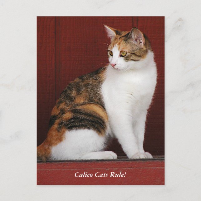 Calico Cats Rule! Post Card Postkarte (Vorderseite)