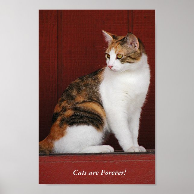 Calico Cats Rule! Poster (Vorne)