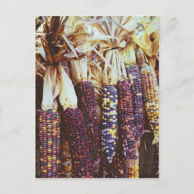 Calico Corn Postkarte (Vorderseite)