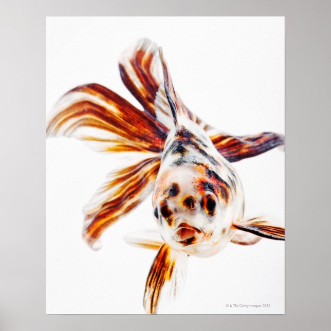 Calico Fantail Comet goldfish (Carassius) Poster (Vorne)