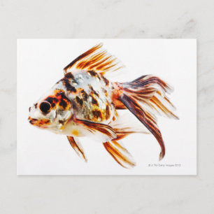 Calico Fantail Comet Goldfish Postkarte