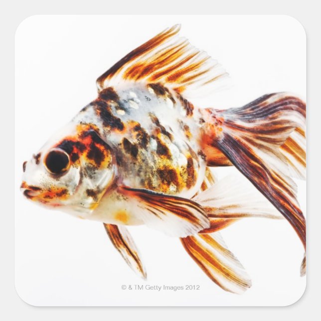 Calico Fantail Comet Goldfish Quadratischer Aufkleber (Vorderseite)