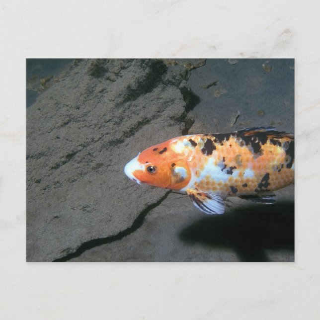 Calico Fish Postkarte (Vorderseite)