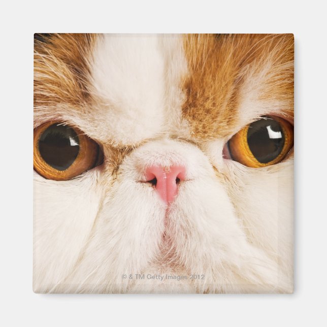 Calico Harlequin Persian Magnet (Vorne)