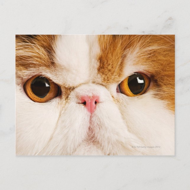 Calico Harlequin Persian Postkarte (Vorderseite)