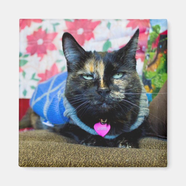 Calico I Magnet (Vorne)