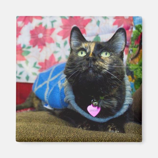 Calico II Magnet (Vorne)