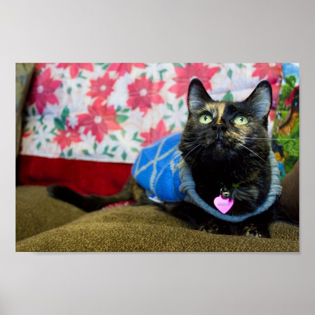 Calico II Poster (Vorne)