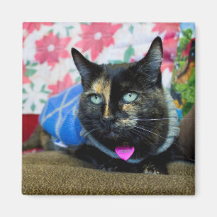 Calico III Magnet