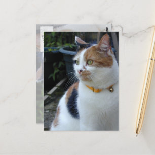 Calico Katze im Freien Postkarte