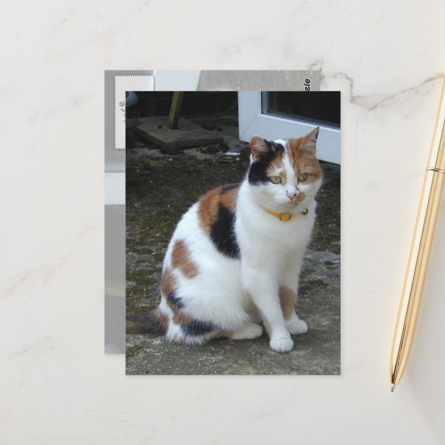Calico Katze im Freien Postkarte (Vorderseite/Rückseite Beispiel)