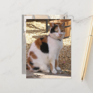 Calico Katze im Garten Postkarte
