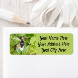 Calico Katze in den Zinnien