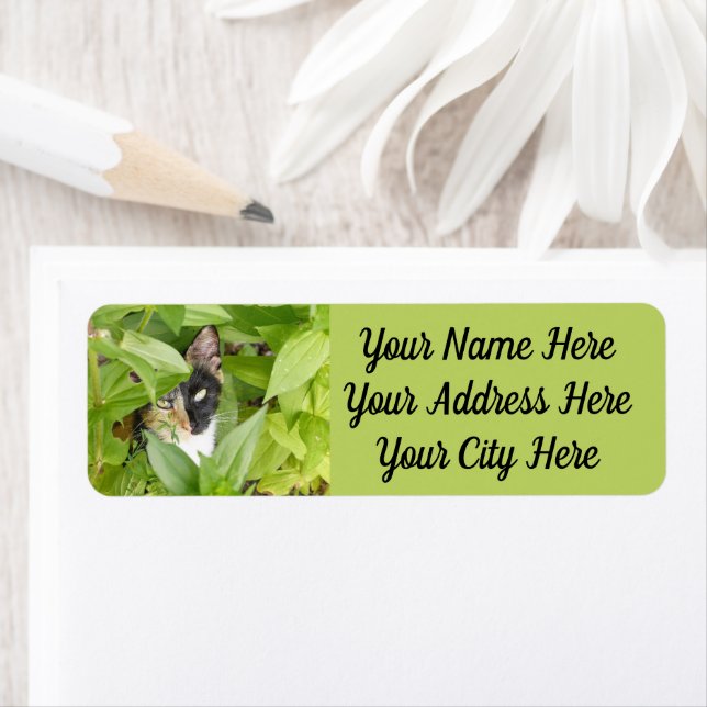 Calico Katze in den Zinnien (Insitu)