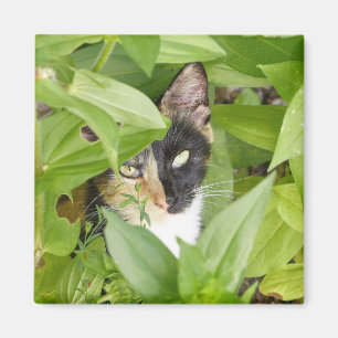 Calico Katze in den Zinnien Magnet