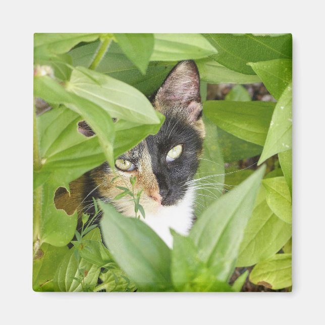 Calico Katze in den Zinnien Magnet (Vorne)