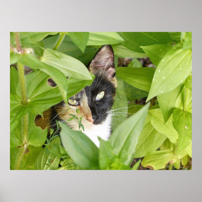 Calico Katze in den Zinnien Poster (Vorne)