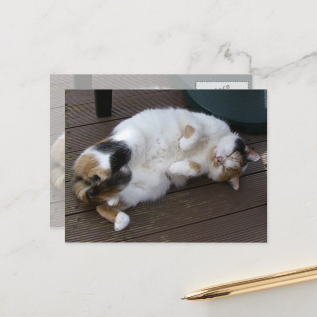 Calico-Katze kraulte sich auf das Ablegen Postkarte (Vorderseite/Rückseite Beispiel)