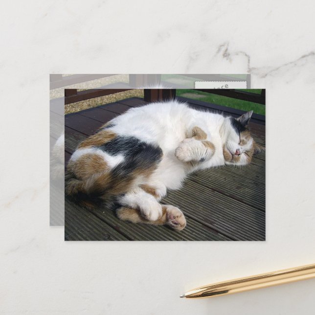 Calico-Katze kraulte sich auf das Ablegen Postkarte (Vorderseite/Rückseite Beispiel)