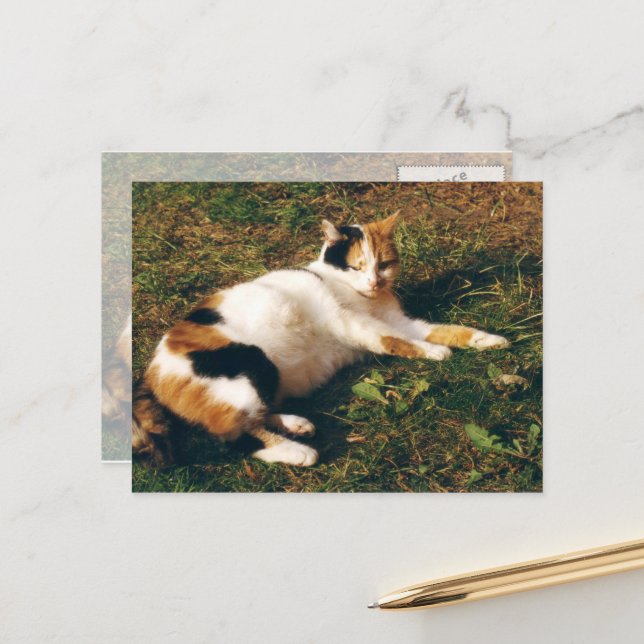 Calico Katze liegt auf dem Gras Postkarte (Vorderseite/Rückseite Beispiel)