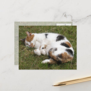 Calico Katze liegt auf dem Gras Postkarte