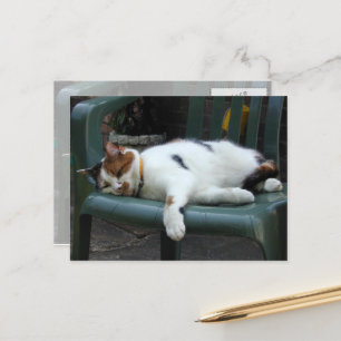 Calico Katze liegt auf einem Stuhl Postkarte