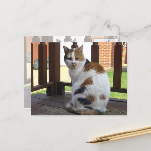 Calico Katze saß im Freien Postkarte