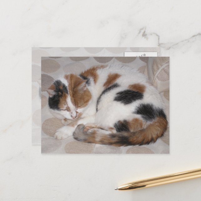 Calico-Katze schluchzelt auf dem Bett Postkarte (Vorderseite/Rückseite Beispiel)