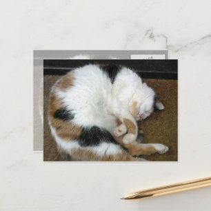 Calico-Katze schlurfend auf einer Türmatte Postkarte