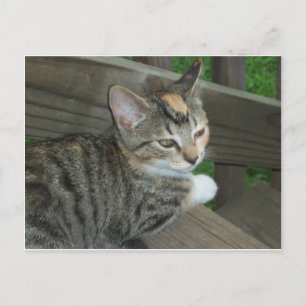 Calico Kitten, 1 Postkarte