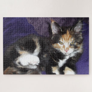 Calico kitten auf lila Farbfoto Puzzle