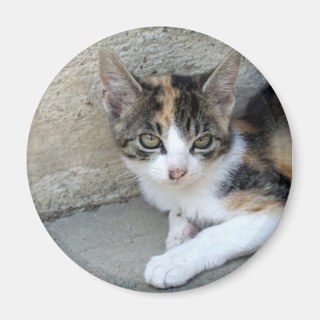 Calico Kitten Magnet (Vorne)