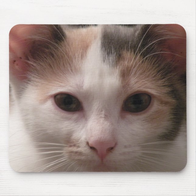 Calico Kitten mousepad (Vorne)