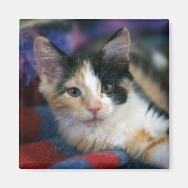 Calico Kitten, Plotting Magnet (Vorne)