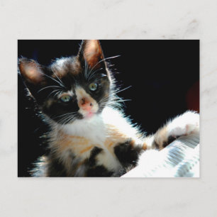 Calico Kitten Postcard Postkarte