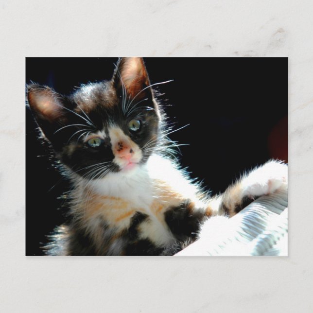 Calico Kitten Postcard Postkarte (Vorderseite)