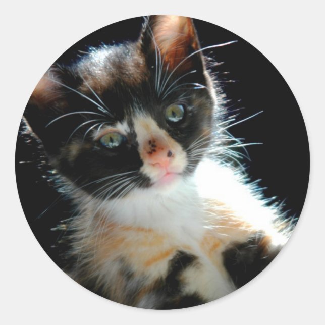 Calico Kitten Sticker (Vorderseite)